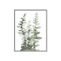 Picture of Eucalyptus Growing I _GroupedProduct_Rectangle_Portrait_Canvas_Framed_