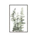 Picture of Eucalyptus Growing I _GroupedProduct_Rectangle_Portrait_Canvas_Framed_