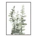 Picture of Eucalyptus Growing I _GroupedProduct_Rectangle_Portrait_Canvas_Framed_