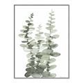 Picture of Eucalyptus Growing I _GroupedProduct_Rectangle_Portrait_Canvas_Framed_