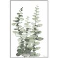 Picture of Eucalyptus Growing I _GroupedProduct_Rectangle_Portrait_Canvas_Framed_