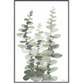 Picture of Eucalyptus Growing I _GroupedProduct_Rectangle_Portrait_Canvas_Framed_