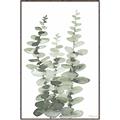 Picture of Eucalyptus Growing I _GroupedProduct_Rectangle_Portrait_Canvas_Framed_