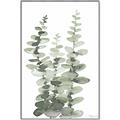 Picture of Eucalyptus Growing I _GroupedProduct_Rectangle_Portrait_Canvas_Framed_