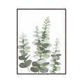 Picture of Eucalyptus Growing II  _GroupedProduct_Rectangle_Portrait_Canvas_Framed_