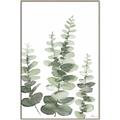 Picture of Eucalyptus Growing II  _GroupedProduct_Rectangle_Portrait_Canvas_Framed_