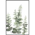 Picture of Eucalyptus Growing II  _GroupedProduct_Rectangle_Portrait_Canvas_Framed_