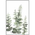 Picture of Eucalyptus Growing II  _GroupedProduct_Rectangle_Portrait_Canvas_Framed_