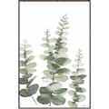 Picture of Eucalyptus Growing II  _GroupedProduct_Rectangle_Portrait_Canvas_Framed_