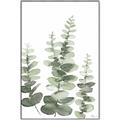 Picture of Eucalyptus Growing II  _GroupedProduct_Rectangle_Portrait_Canvas_Framed_