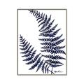 Picture of Fern on white  II _GroupedProduct_Rectangle_Portrait_Canvas_Framed_