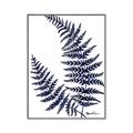Picture of Fern on white  II _GroupedProduct_Rectangle_Portrait_Canvas_Framed_