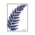 Picture of Fern on white I _GroupedProduct_Rectangle_Portrait_Canvas_Framed_