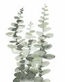Picture of Eucalyptus Growing I _GroupedProduct_Rectangle_Portrait_Unframed_Print_Only_