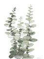 Picture of Eucalyptus Growing I _GroupedProduct_Rectangle_Portrait_Unframed_Print_Only_