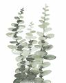 Picture of Eucalyptus Growing I _GroupedProduct_Rectangle_Portrait_Unframed_Print_Only_