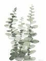 Picture of Eucalyptus Growing I _GroupedProduct_Rectangle_Portrait_Unframed_Print_Only_