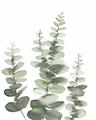 Picture of Eucalyptus Growing II  _GroupedProduct_Rectangle_Portrait_Unframed_Print_Only_