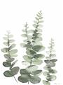 Picture of Eucalyptus Growing II  _GroupedProduct_Rectangle_Portrait_Unframed_Print_Only_