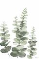 Picture of Eucalyptus Growing II  _GroupedProduct_Rectangle_Portrait_Unframed_Print_Only_