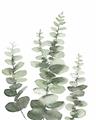 Picture of Eucalyptus Growing II  _GroupedProduct_Rectangle_Portrait_Unframed_Print_Only_