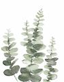 Picture of Eucalyptus Growing II  _GroupedProduct_Rectangle_Portrait_Unframed_Print_Only_
