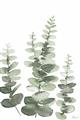 Picture of Eucalyptus Growing II  _GroupedProduct_Rectangle_Portrait_Unframed_Print_Only_