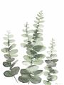 Picture of Eucalyptus Growing II  _GroupedProduct_Rectangle_Portrait_Unframed_Print_Only_