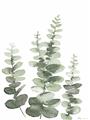 Picture of Eucalyptus Growing II  _GroupedProduct_Rectangle_Portrait_Unframed_Print_Only_