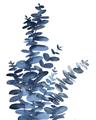 Picture of Navy Blue Eucalyptus I  _GroupedProduct_Rectangle_Portrait_Unframed_Print_Only_