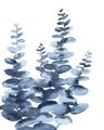 Picture of Navy Blue Eucalyptus II _GroupedProduct_Rectangle_Portrait_Unframed_Print_Only_