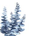 Picture of Navy Blue Eucalyptus II _GroupedProduct_Rectangle_Portrait_Unframed_Print_Only_
