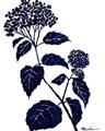 Picture of Blue Flower on White I _GroupedProduct_Rectangle_Portrait_Unframed_Print_Only_