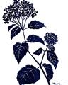 Picture of Blue Flower on White I _GroupedProduct_Rectangle_Portrait_Unframed_Print_Only_