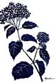 Picture of Blue Flower on White I _GroupedProduct_Rectangle_Portrait_Unframed_Print_Only_