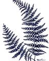 Picture of Fern on white  II _GroupedProduct_Rectangle_Portrait_Unframed_Print_Only_