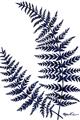 Picture of Fern on white  II _GroupedProduct_Rectangle_Portrait_Unframed_Print_Only_