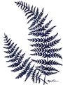 Picture of Fern on white  II _GroupedProduct_Rectangle_Portrait_Unframed_Print_Only_