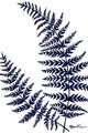 Picture of Fern on white  II _GroupedProduct_Rectangle_Portrait_Unframed_Print_Only_