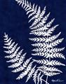 Picture of Fern on blue II _GroupedProduct_Rectangle_Portrait_Unframed_Print_Only_
