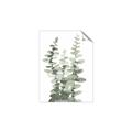 Picture of Eucalyptus Growing I _GroupedProduct_Rectangle_Portrait_Unframed_Print_Only_