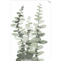 Picture of Eucalyptus Growing I _GroupedProduct_Rectangle_Portrait_Unframed_Print_Only_