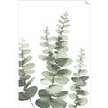 Picture of Eucalyptus Growing II  _GroupedProduct_Rectangle_Portrait_Unframed_Print_Only_