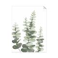 Picture of Eucalyptus Growing II  _GroupedProduct_Rectangle_Portrait_Unframed_Print_Only_
