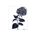 Picture of Blue Flower on White II  _GroupedProduct_Rectangle_Portrait_Unframed_Print_Only_