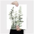 Picture of Eucalyptus Growing I _GroupedProduct_Rectangle_Portrait_Canvas_