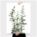 Picture of Eucalyptus Growing I _GroupedProduct_Rectangle_Portrait_Canvas_
