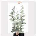Picture of Eucalyptus Growing I _GroupedProduct_Rectangle_Portrait_Canvas_
