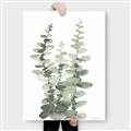 Picture of Eucalyptus Growing I _GroupedProduct_Rectangle_Portrait_Canvas_