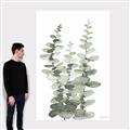 Picture of Eucalyptus Growing I _GroupedProduct_Rectangle_Portrait_Canvas_